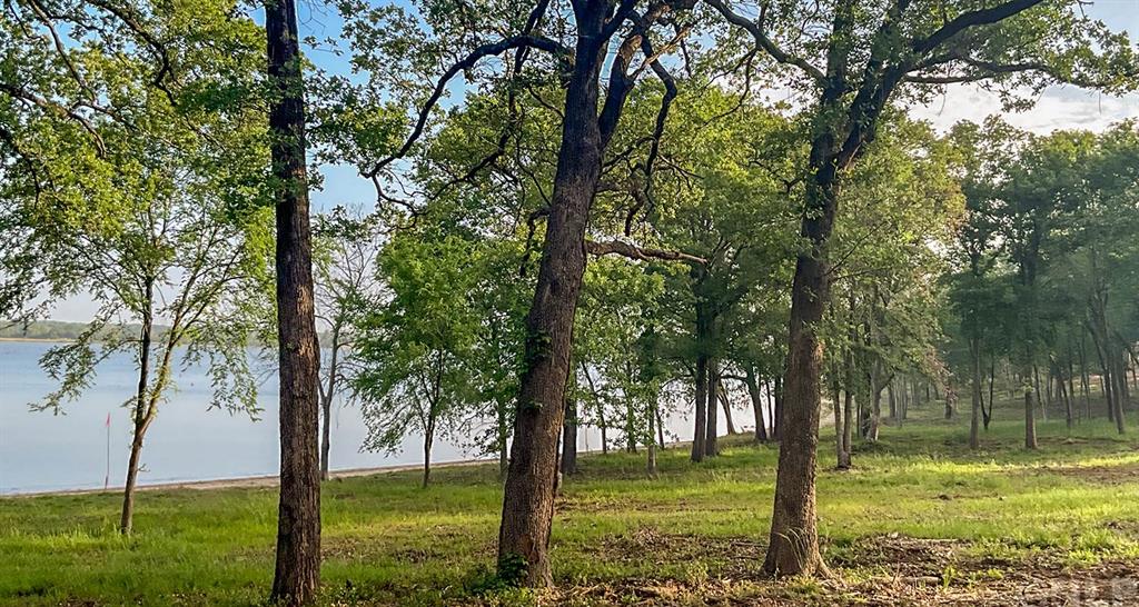 Lakeside hardwood trees